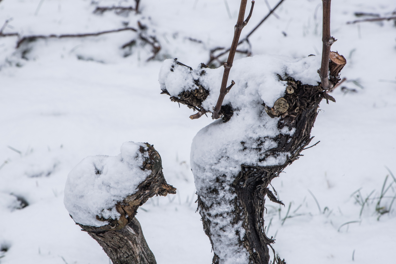 Winterblümchen im Gespräch