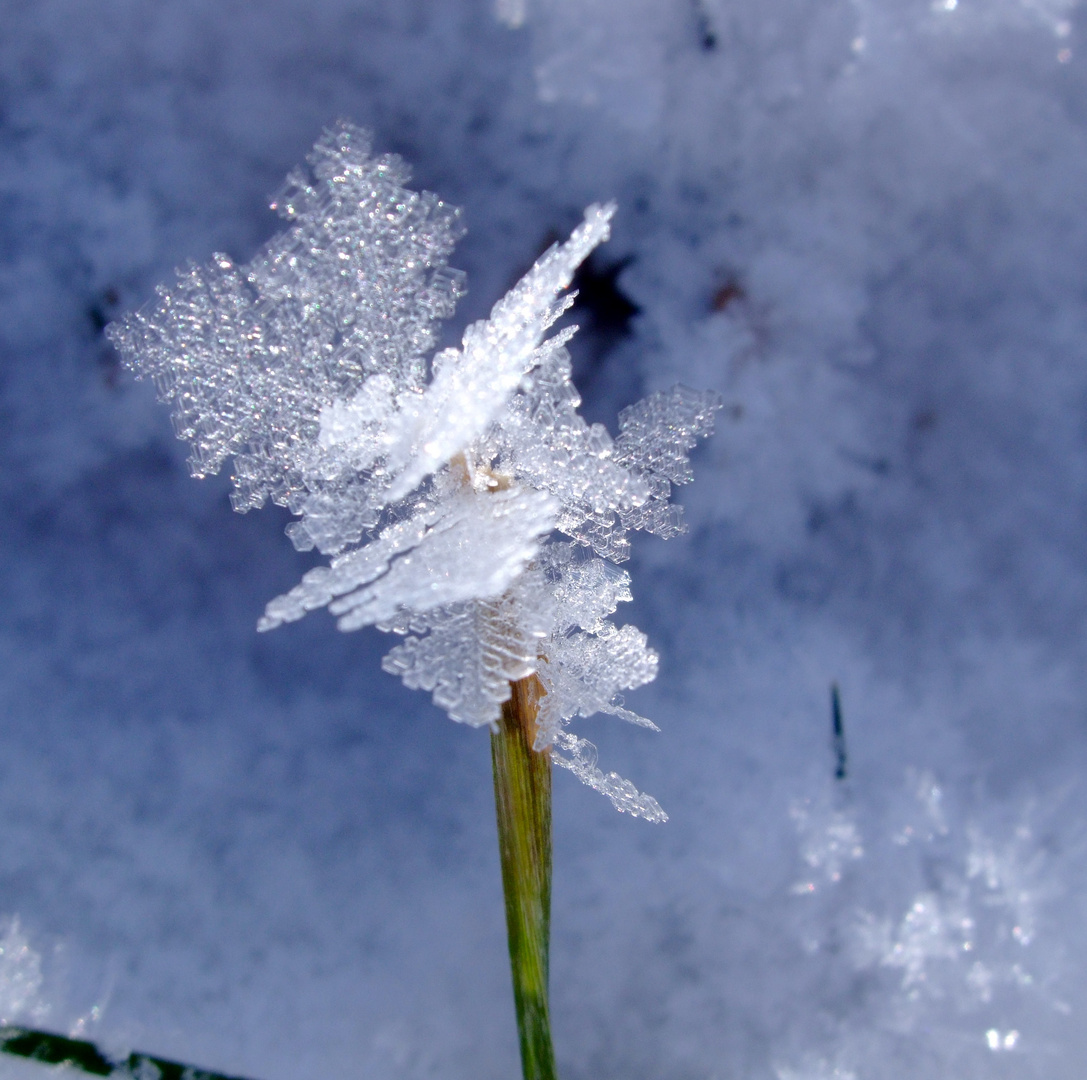 Winterblümschen