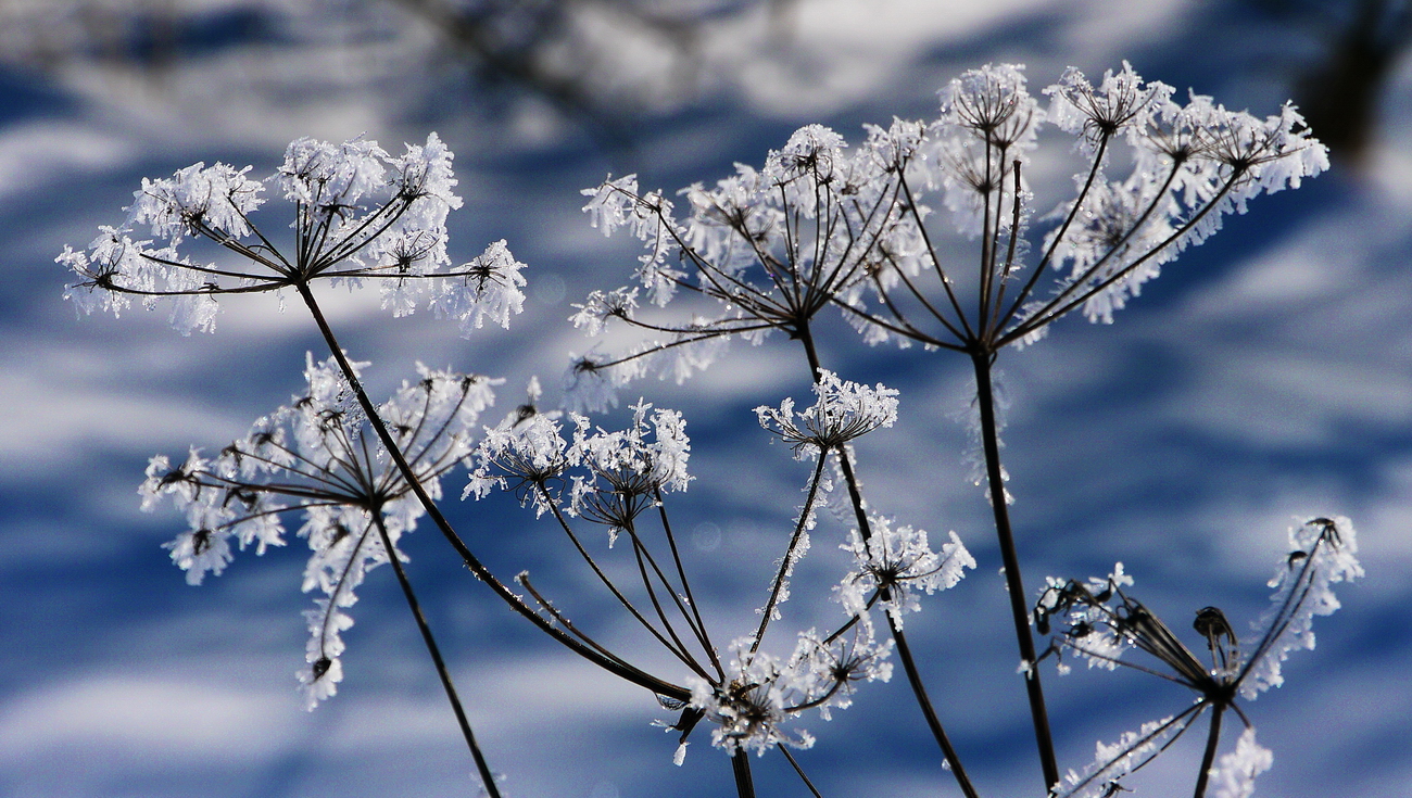 Winterblüte