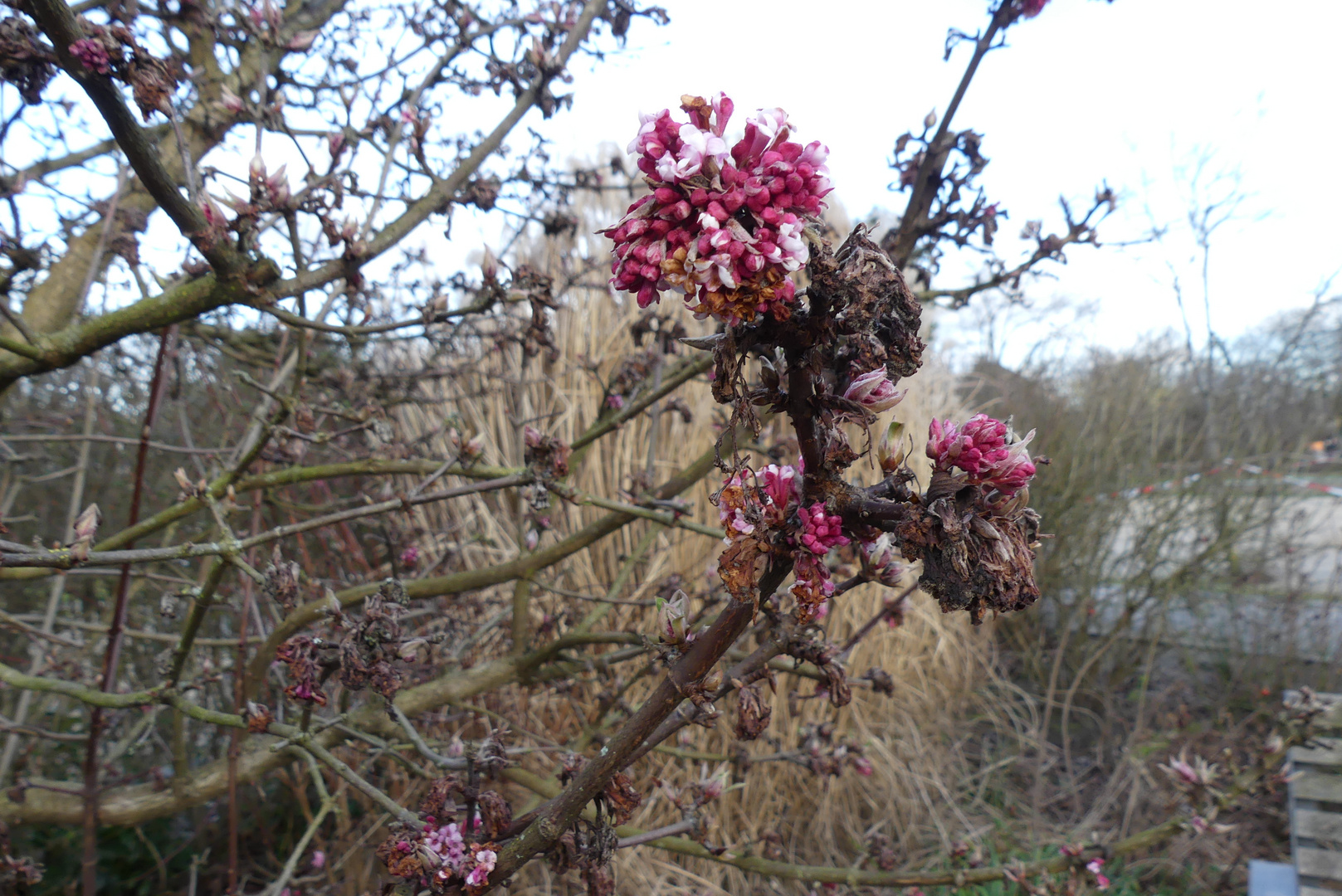 Winterblüte ???