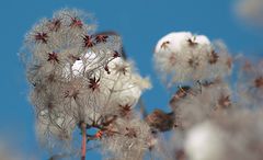 Winterblüte