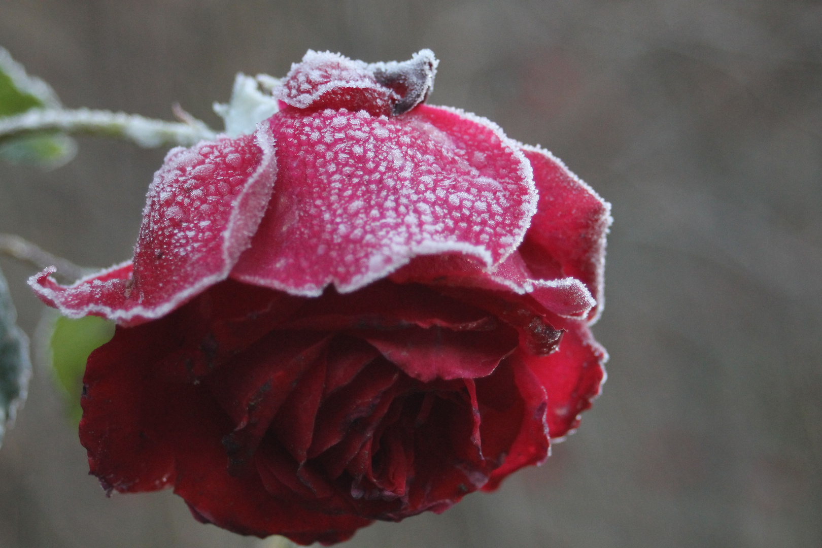 " Winterblüte "