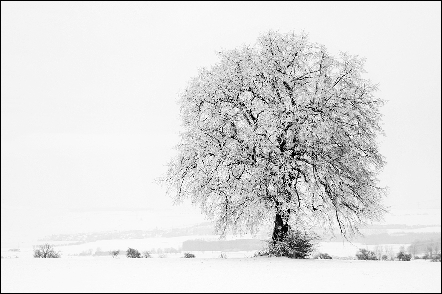 Winterblüte