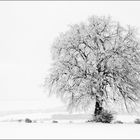 Winterblüte