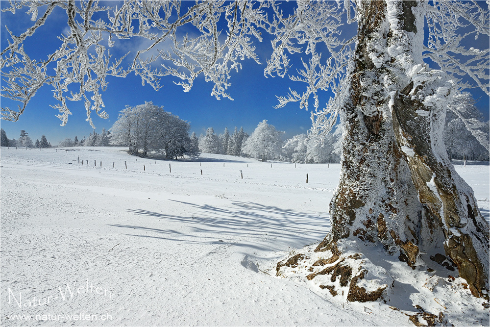 Winterblüte