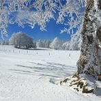 Winterblüte