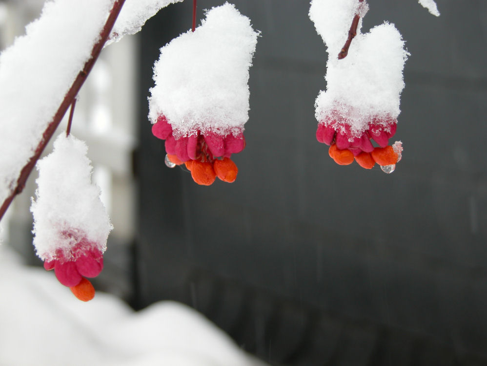 Winterblüte