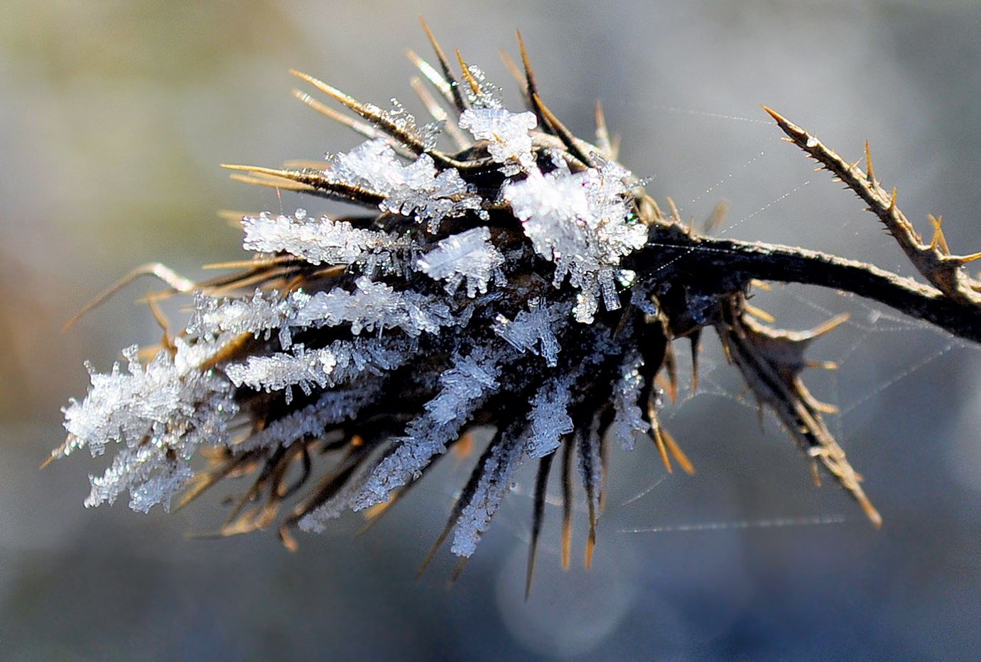 Winterblüte