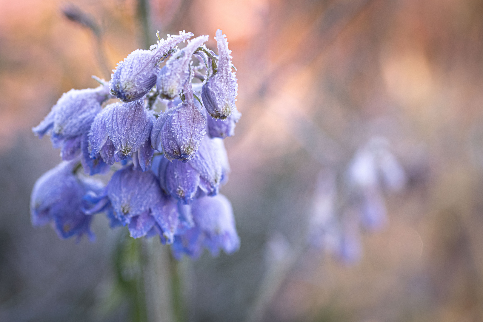 Winterblüte