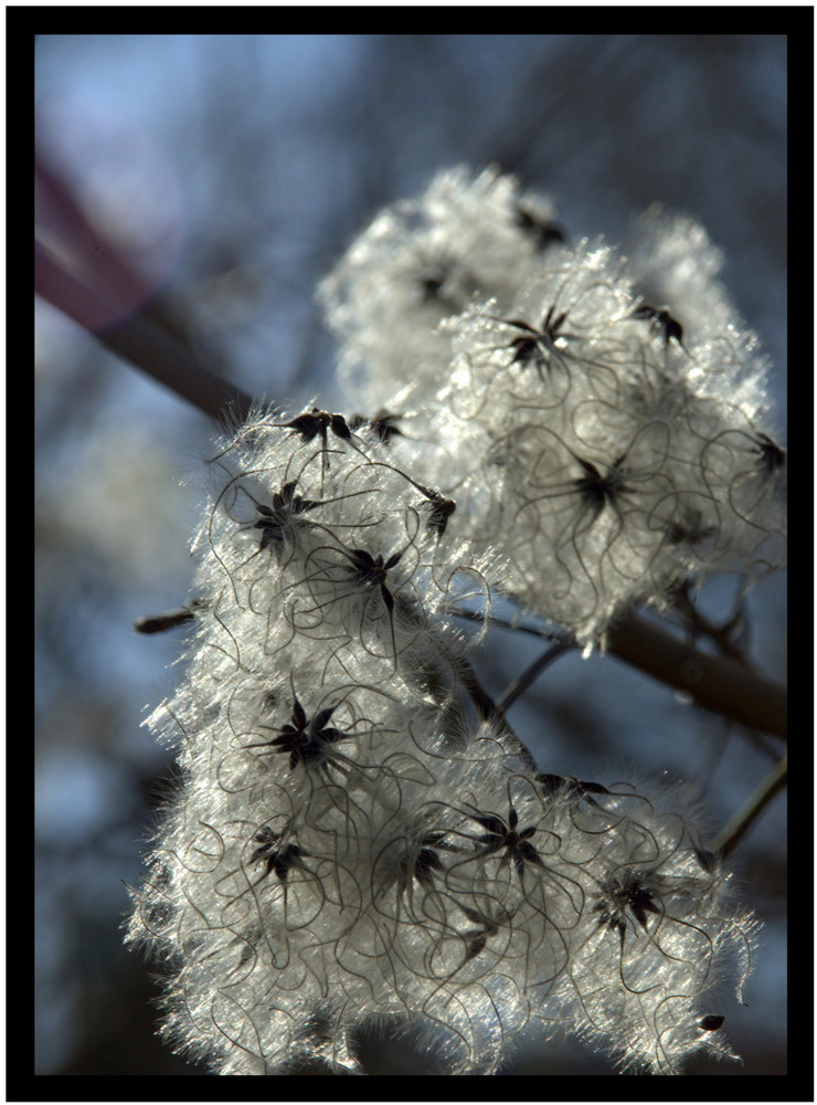 Winterblüte