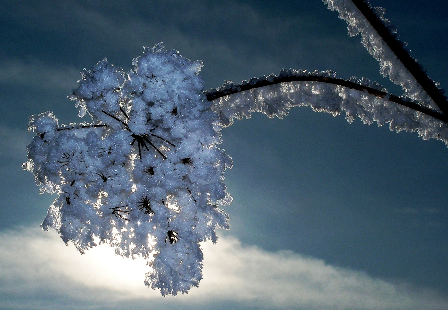 Winterblüte