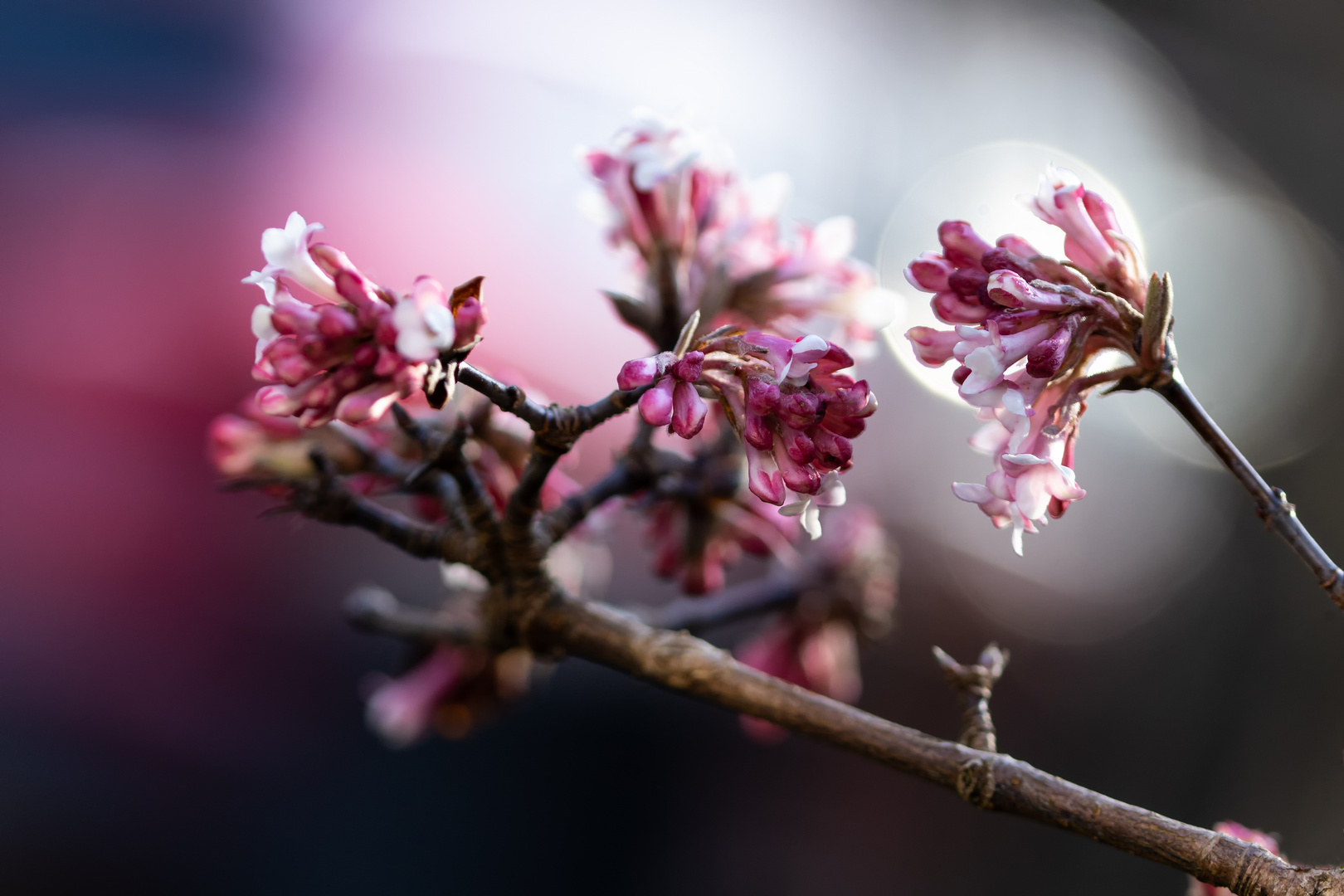 Winterblüte