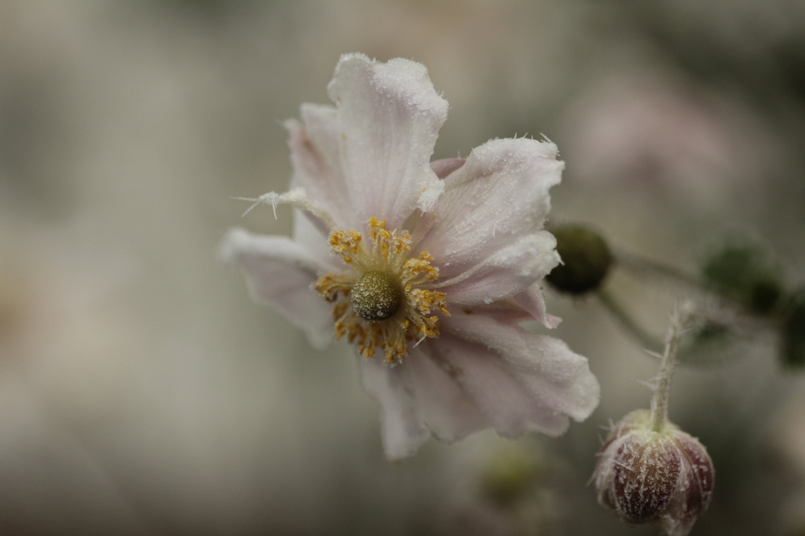 Winterblüte