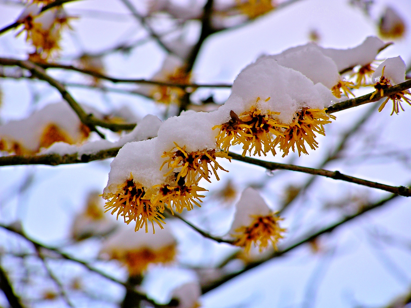 Winterblüte