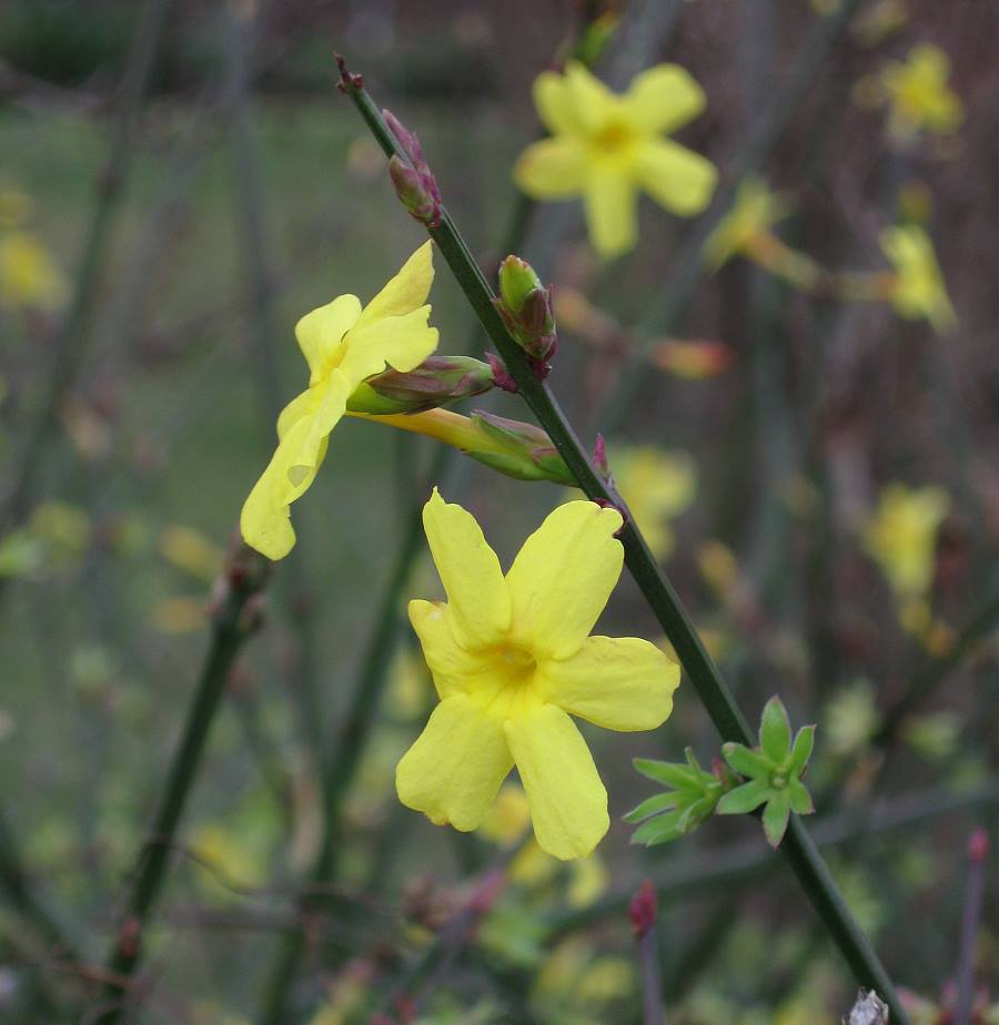 Winterblüte