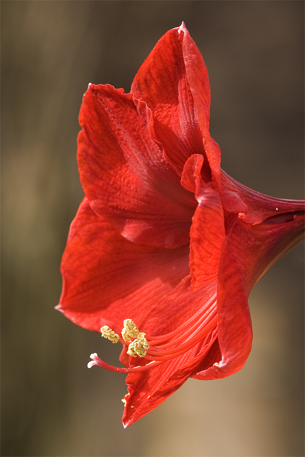 Winterblüte - Amaryllis - I