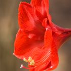 Winterblüte - Amaryllis - I