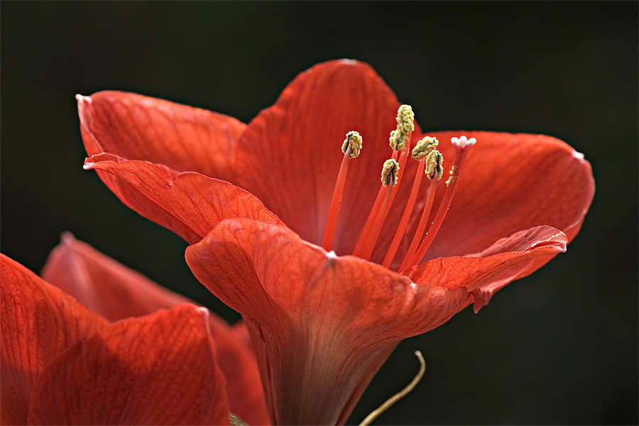 Winterblüte - Amaryllis - II