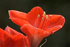 Winterblüte - Amaryllis - II