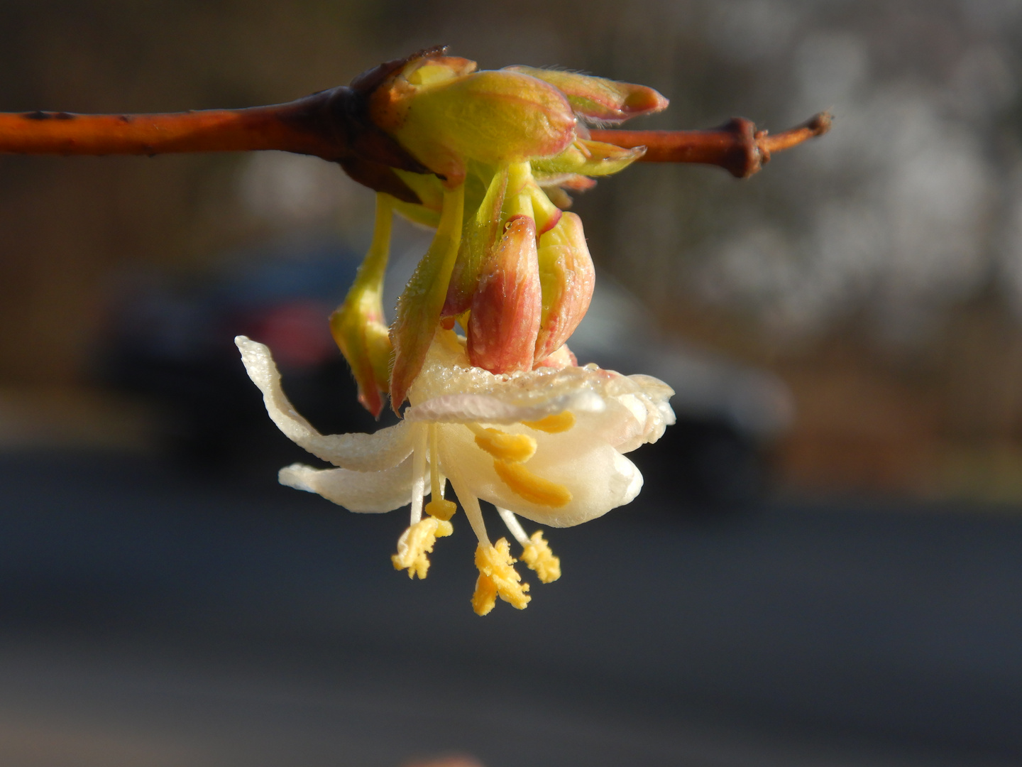 Winterblüte