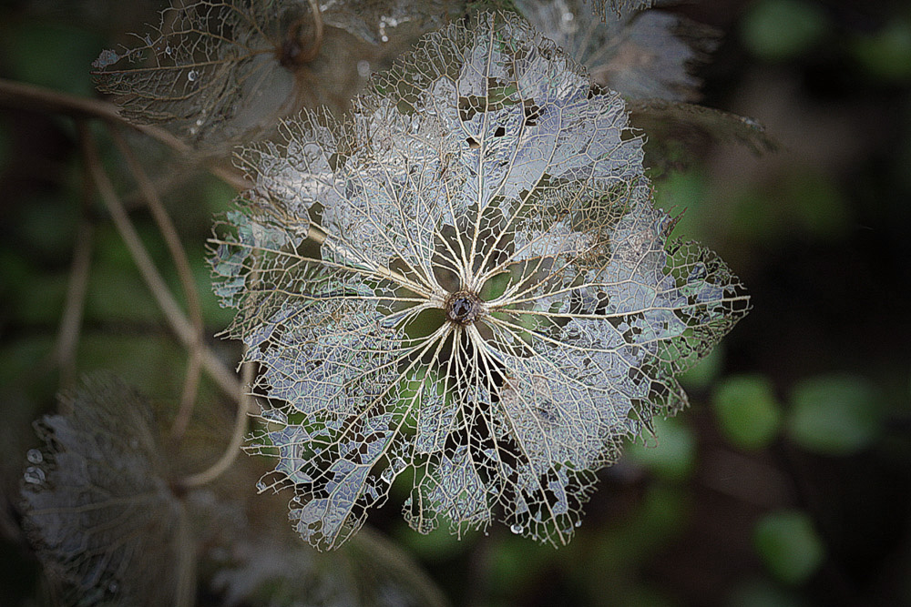 Winterblüte