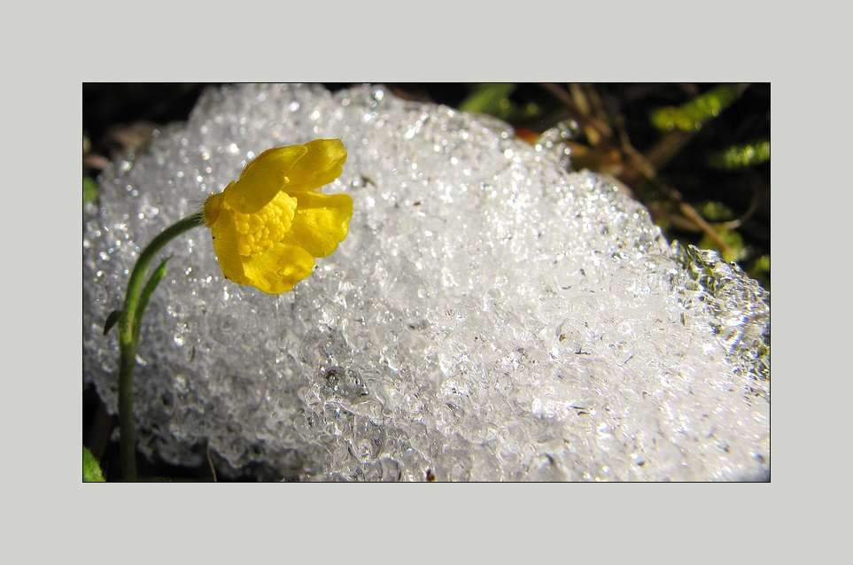 winterblüte