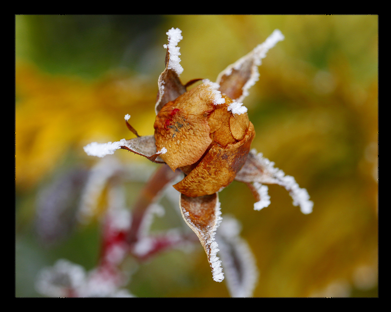 Winterblüte