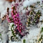 Winterblüte