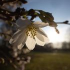 Winterblüte