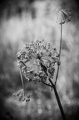 Winterblüte