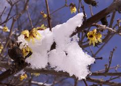 Winterblüte im Schnee