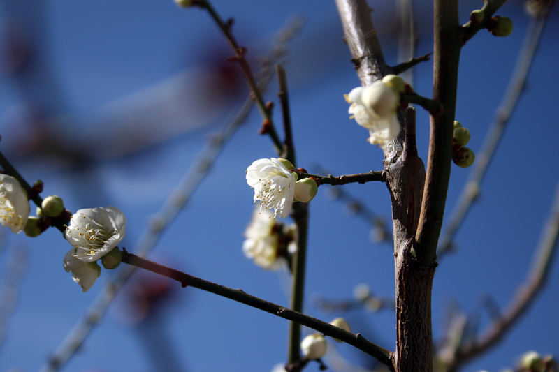 Winterbluete in LiJiang