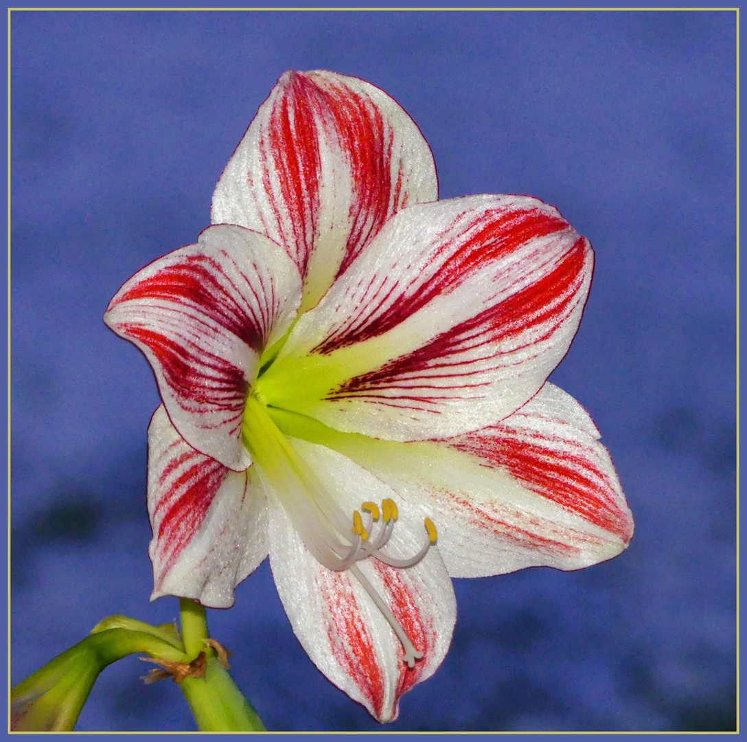 Winterblüte - Ritterstern