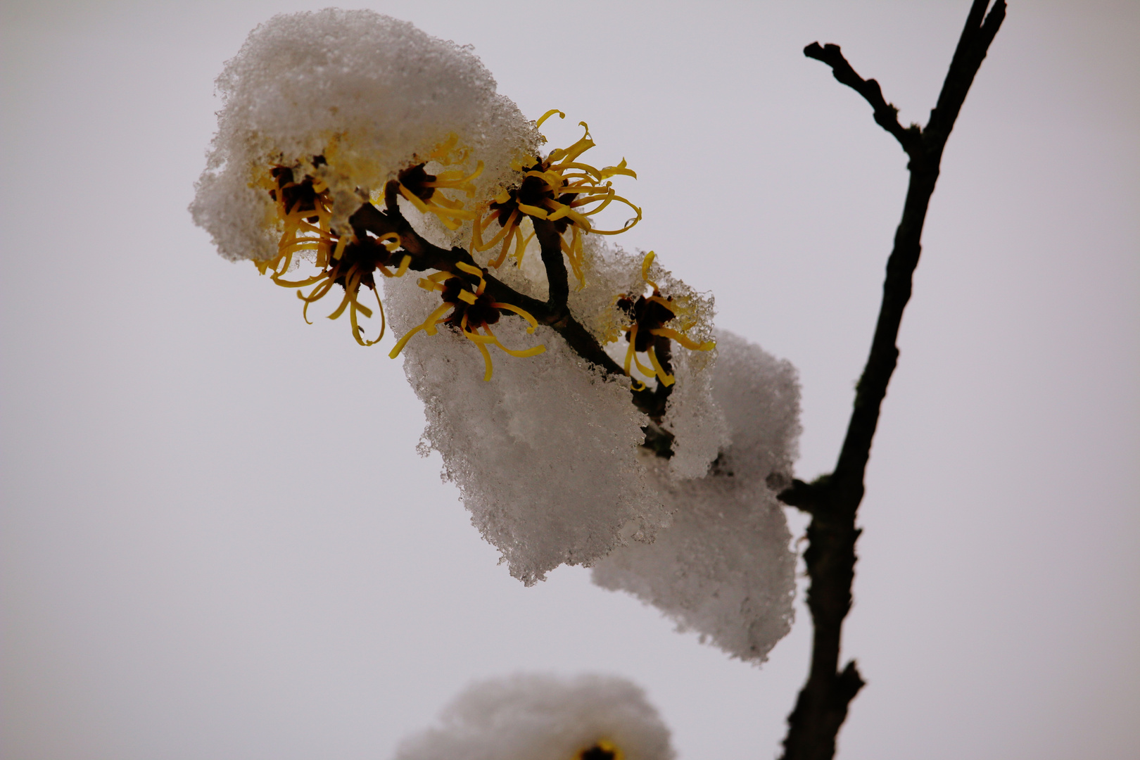 WINTERBLÜTE Zaubernuss