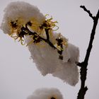 WINTERBLÜTE Zaubernuss