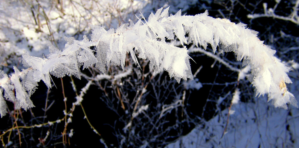 Winterblüte3