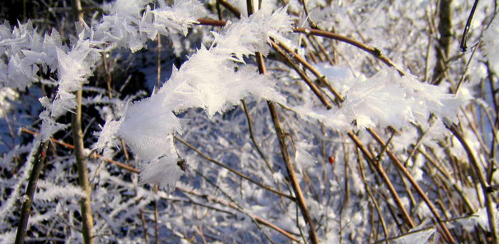 Winterblüte4