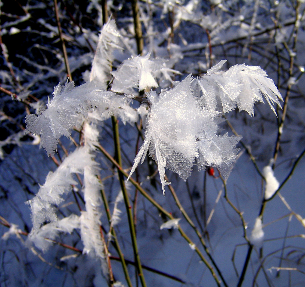 Winterblüte5