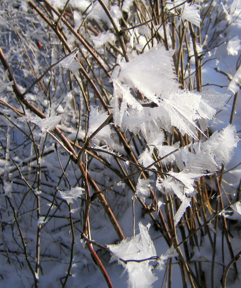 Winterblüte6