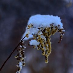 Winterblüten