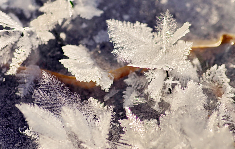 Winterblüten 1