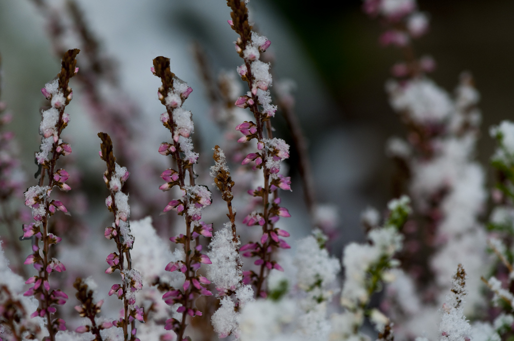 Winterblüten 2