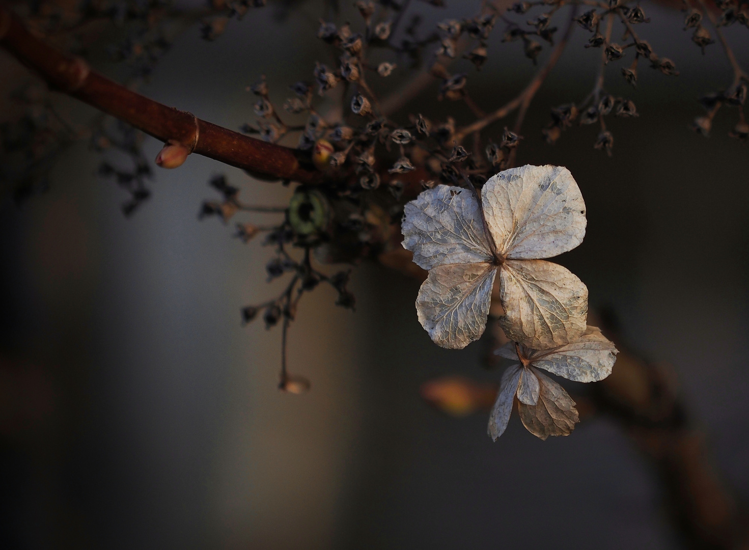 " Winterblüten "