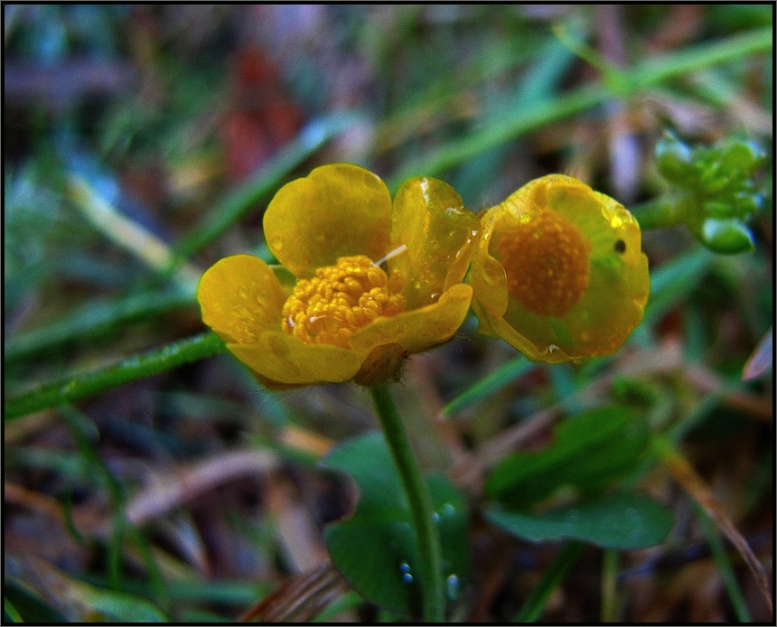 Winterblüten