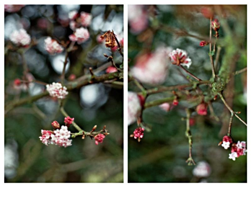 winter.blüten.