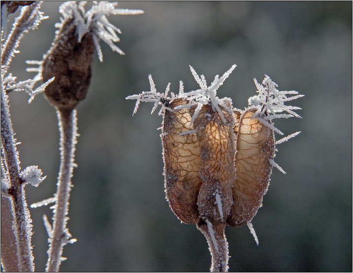 Winterblüten