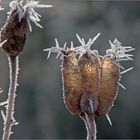 Winterblüten