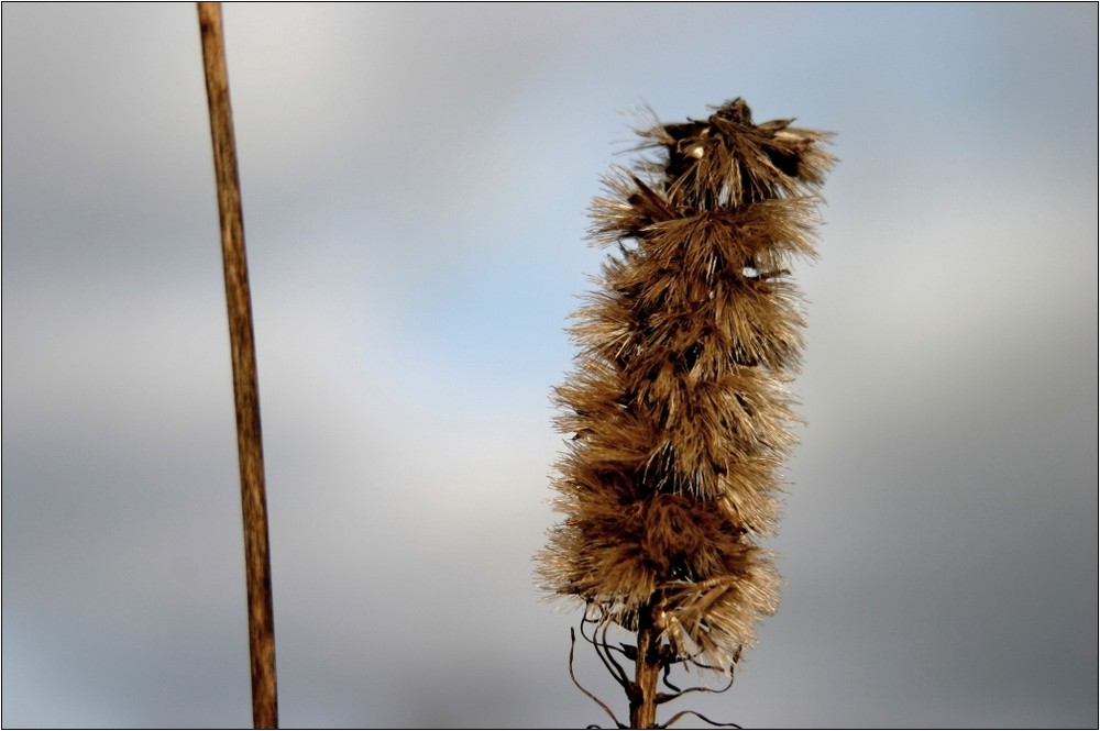 Winterblüten