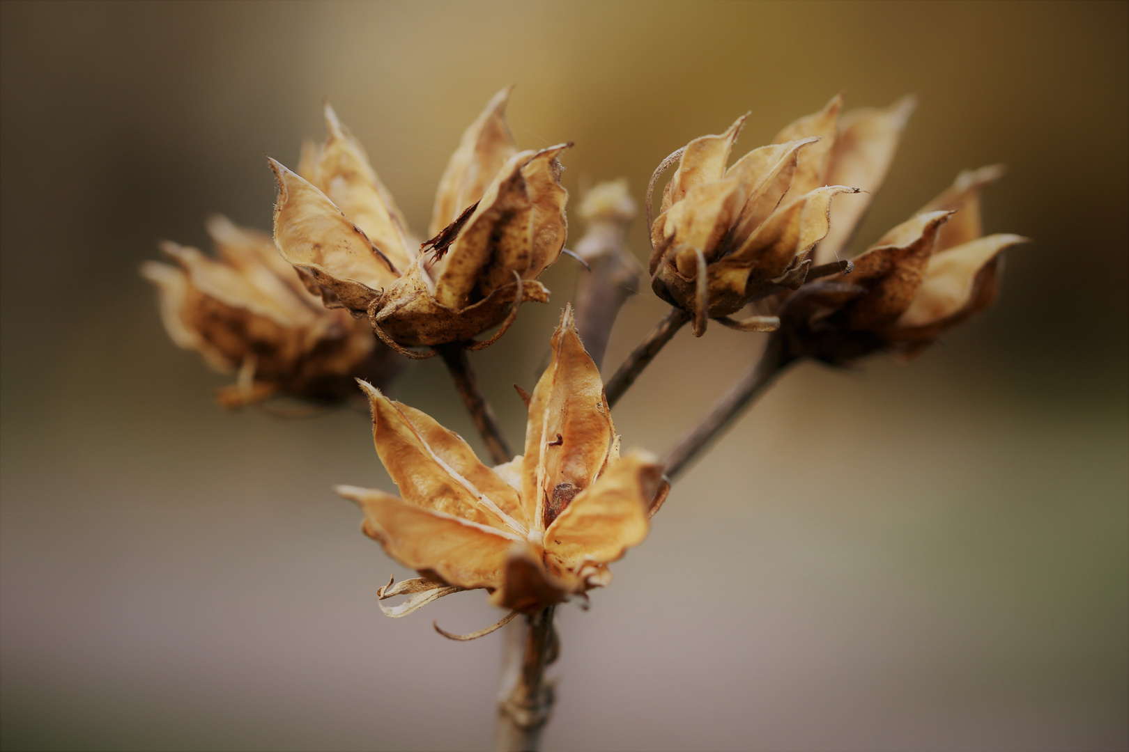 Winterblüten