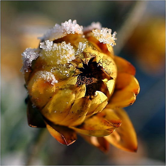 Winterblüten